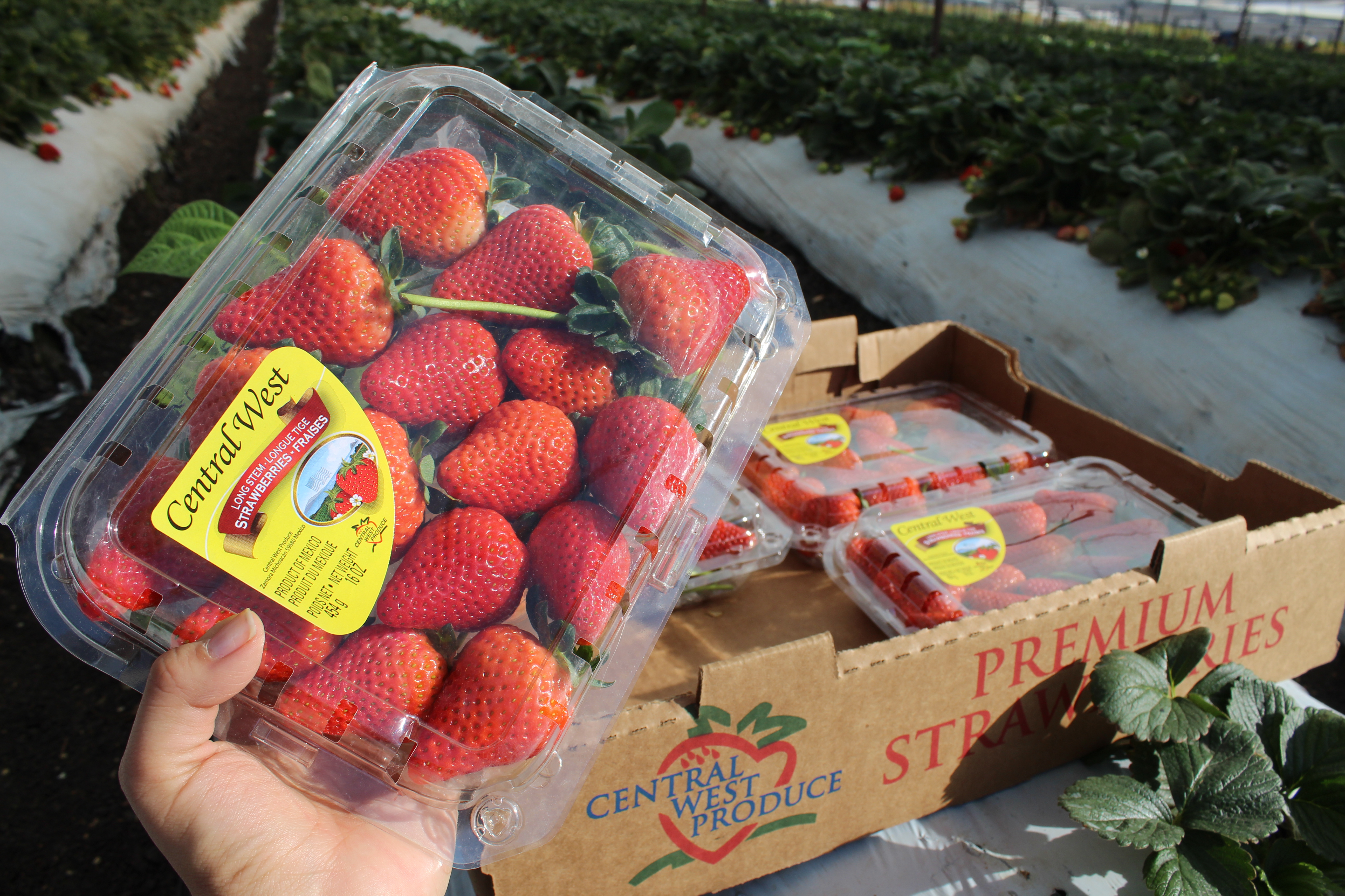 Fresas